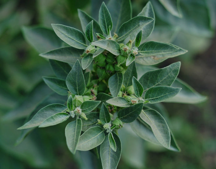Che cosa è l'Ashwagandha?