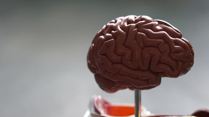 'High' cholesterol: 5 claims that science clarifies (and what really matters to monitor)